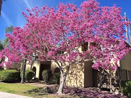 Image result for Handroanthus sp. near impetiginosus