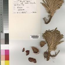 Image result for Raphia ruwenzorica