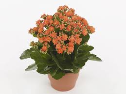 Image result for Kalanchoe rosalina