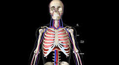 They are located just below the rib cage, one on each side of the spine. Control Of Breathing Lung And Airway Disorders Msd Manual Consumer Version