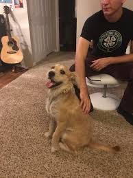 The best apartment dogs are calm, quiet and polite, but they don't have to be small. Found This Guy Trying To Make Friends With All The Tiny Dogs In Our Apartment Complex May Have Just Been Adopted By A Good Puppers Reddit Meet Seymour Aww