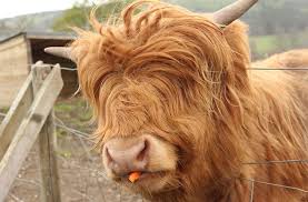 84 Animals With Majestic Hair Majestic Hair Animals Funny Animals