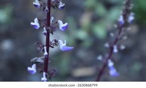 Image result for Isodon ramosissimus