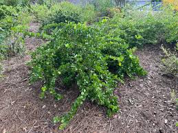 Image result for Buchnera randii