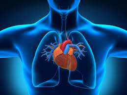 Animals Could Become Human Organ Donors Some Day Researchers Say Live Science Human heart inside human xray body stock illustration. animals could become human organ donors