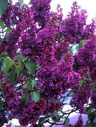 Liliac Mov Violet Parfumat Cu Flori Simple Syringa Vulgaris Andenken And Ludwig Spath Ghiveci 3 5 Litri H 30 40cm