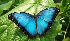 Resultado de imagen de mariposa argentina