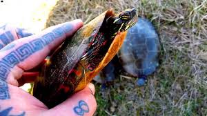 How To Tell How Old A Painted Turtle Is How To Tell If A Painted Turtle Is A Boy Or A Girl