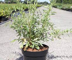 4.1 out of 5 stars 115. How To Prune A Goji Berry Shrub Thompson Morgan