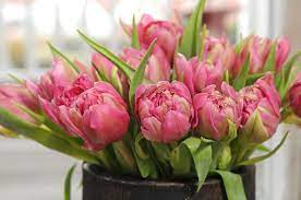 Tulipa Double Price Tulip Double Price Double Early Tulip Double Price Double Early Tulips Spring Flowering Bulbs Bulb Flowers Flower Arrangements Diy