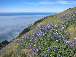 Wild flowers can be grown in gardens and just about anywhere else. The Most Beautiful Wildflowers Of The West Juniper Ridge
