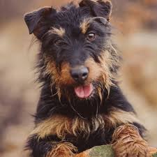 Image result for jagdteriér