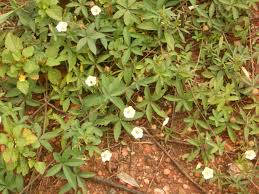 Image result for Merremia