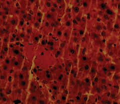 Image result for Monodora minor