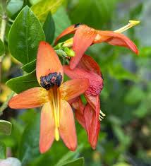 Image result for Ruttya fruticosa