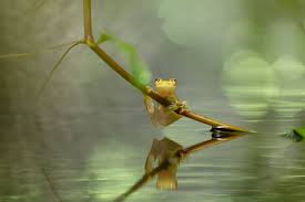 Image result for glass frog