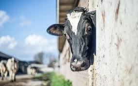 Du lait maternel presque parfait. Les Etapes De La Transformation Laitiere Alsace Lait