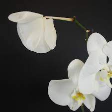 We did not find results for: Orchid Bloom Loss What S Normal And What S Not