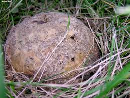 Image result for Scleroderma polyrhizon