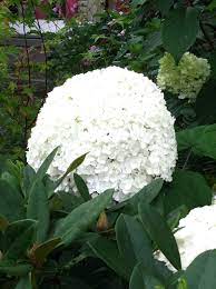 Hydrangea Bloom As Big As A Basketball Starts White Then Turns Green Lasts For Weeks Hydrangea Bloom Bloom Green