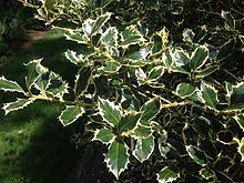 We did not find results for: Ilex Aquifolium Wikipedia