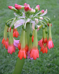 Image result for Scadoxus cinnabarinus