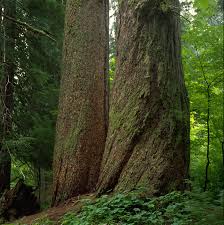 Apr 02, 2021 · grove of the patriarchs trail. Hike The Grove Of The Patriarchs Visit Rainier