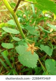 Image result for Hibiscus lobatus