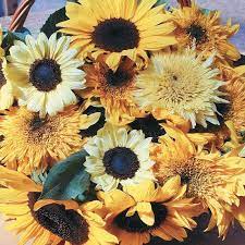 Go Bananas Mix Sunflower Helianthus Annuus Go Bananas With This Fun Mixture A Designer Hybrid Mix Which Will Gladden Your Banana Mix Flower Seeds Sunflower