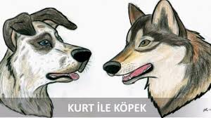Kurt Ile Kopek Masali Youtube