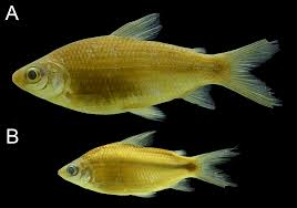 Image result for Cyphia brachyandra