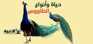 مسلسل الطاووس الحلقة 30 الثلاثون Ù…Ø¹Ù„ÙˆÙ…Ø§Øª Ø¹Ù† Ø­ÙŠØ§Ø© Ø§Ù„Ø·Ø§ÙˆÙˆØ³ ÙˆØ£Ù†ÙˆØ§Ø¹Ù‡ Ø§Ù„ØºÙŠØ©