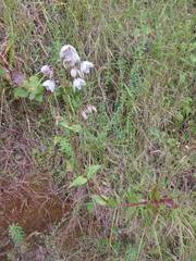 Image result for Swertia kilimandscharica