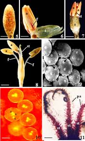 Image result for Tristicha trifaria