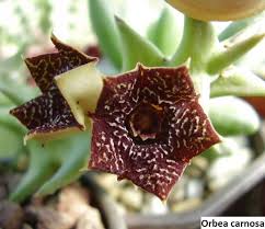 Image result for Orbea carnosa