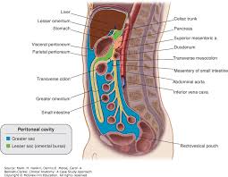 I am having lower left abdomen pain, just above my left hip. Anatomy Lower Left Abdomen Anatomy Drawing Diagram