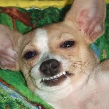 16 Awkward Chihuahuas With Resting Doofus Face Chihuahua Funny Animals Smiling Chihuahua