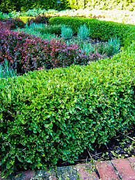 Though specific directions will vary, knowing your growing zone is vital. Buy Boxwood Shrubs Online Boxwood Shrubs For Sale The Tree Center