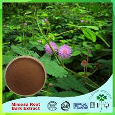 Pinus is the sole genus in the subfamily pinoideae.the plant list compiled by the royal botanic gardens, kew and missouri botanical garden accepts 126 species names of pines as current, together with 35 unresolved species and many more synonyms. Factory Supply Mimosa Root Bark Extract High Quality Mimosa Root Bark Extract Xi An Lucky Clover Biotech Co Ltd