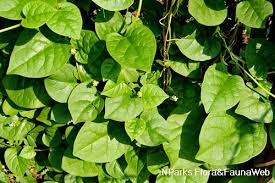 Image result for Basella alba