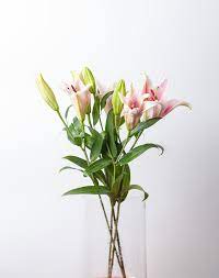 13 long lasting cut flowers. 5 Long Lasting Flowers You Can Buy At The Grocery Store