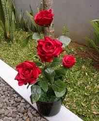 Ada dua cara dalam menanam rosemary, yakni dengan menanam biji, dan menanam stek batang. Cara Menanam Bunga Mawar Dalam Pot Thehijau Com