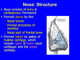 The nasal cavity anatomy is essential for both breathing and our sense of smell (olfaction). Nose Nasal Cavity Paranasal Sinuses Ppt Video Online Download
