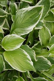 Image result for Hosta fortunei albomarginata