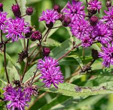 Image result for Vernonia