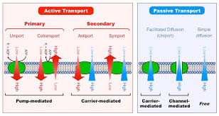 Types Of Transport Bioninja
