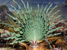 Image result for Boophone