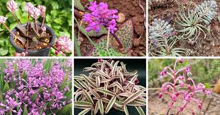 Image result for Xerophyta kirkii