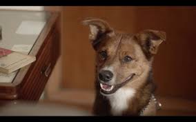 The Man The Dog Ddb Argentina Fundacion Argentina De Trasplante Hepatico D Ad Awards 2016 Pencil Winner Public Service Commercials D Ad
