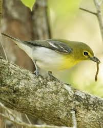 Black Bird With Bright Yellow Belly Yellow Throated Vireo Whatbird Com Bird Life List Backyard Birds Nature Birds